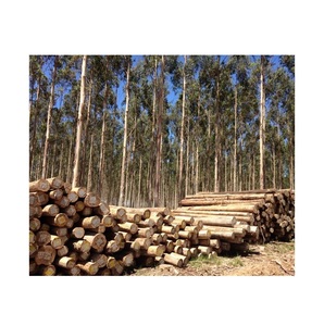 Bûches d'eucalyptus séchées au four – Bois conforme ISPM 15 pour l'exportation et le commerce international - Product Image 4