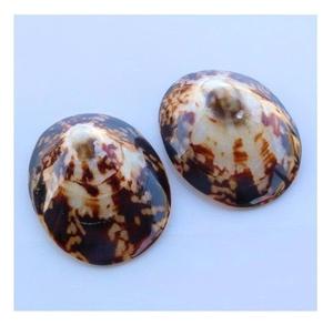 Exportateur de coquilles d'allaitement durable Vietnam fournissant des coquilles de patelle naturelles pour l'allaitement, la décoration d'aquarium et l'artisanat de bricolage - Product Image 1