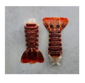 Langostas Tristán Congeladas de Alta Calidad, Enteras o con Cola, Listas para Exportación y Mercados Mayoristas de Mariscos - Product Image 3