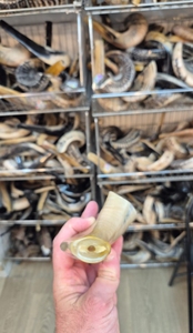 Tamaño personalizado Kosher Shofar pulido Israel Kudu cuerno ecológico Natural oveja cuerno artesanía RAM cuerno Shofar para la venta - Product Image 4