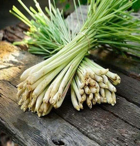 Limoncillo vietnamita auténtico: Exportación a granel, fresco y congelado - Product Image 4