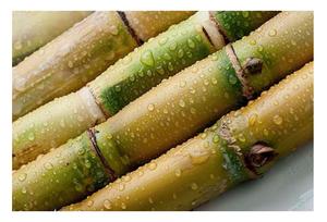 Bâtons de canne à sucre congelés de haute qualité pour le jus de canne à sucre avec le prix bon marché de 99GD Viet Nam pour l'exportation - Product Image 3