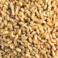 Tisane Minceur aux Herbes de Malt d'Orge Torréfié pour Ventre Plat et Perte de Poids, Grains Séchés, Durée de Conservation de 2 Ans, Vente Directe Usine