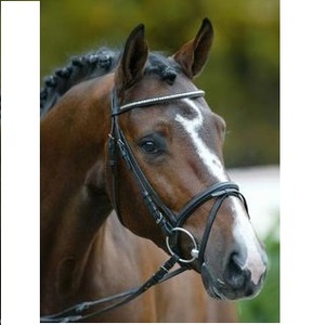 Bride en cuir de cheval noir et marron de haute qualité meilleurs produits de cheval de qualité disponibles pour l'exportation en vrac - Product Image 2