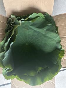 Hoja de loto fresca de alta calidad a precio de exportación de Vietnam - Product Image 6