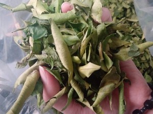 Hojas de lima seca con alto contenido de aceites esenciales, hojas de lima kaffir secas al sol para cosméticos e ingredientes culinarios, precio de fábrica - Product Image 4