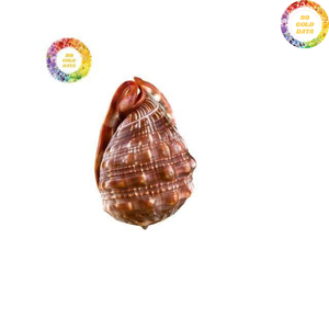 Coquille de Cassis Madagascariensis du Vietnam, fabriquée avec du véritable coquillage pour la décoration artistique de la maison et la vitrine - Product Image 5