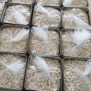 Wholesales Vietnam Cashew Prices Worldwide Cashew <b>Nuts</b> Wholesales Ww240 Vietnam Santigo Viet Nam OEM, ODM - Product Image 5