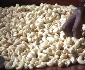 Nueces de Anacardo Crudas Secas Grado W320/240 Calidad Orgánica 5% Partidas Tipo de Cultivo Común Grado Alimenticio 24 Meses de Vida Útil Bolsa de PP - Product Image 5