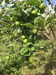 Chanh xanh tươi không hạt, chất lượng cao, giá tốt nhất, nhà cung cấp hàng đầu Việt Nam, trái cây họ cam quýt tươi, OEM 5kg 6kg ANNA DO - Product Image 5