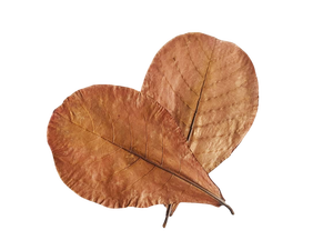 100% feuilles d'amandier séchées naturelles et écologiques 21-25cm 10 par sac 8.26-9.8 pouces Aquarium Pets Plastic Material 100% Pet - Product Image 3