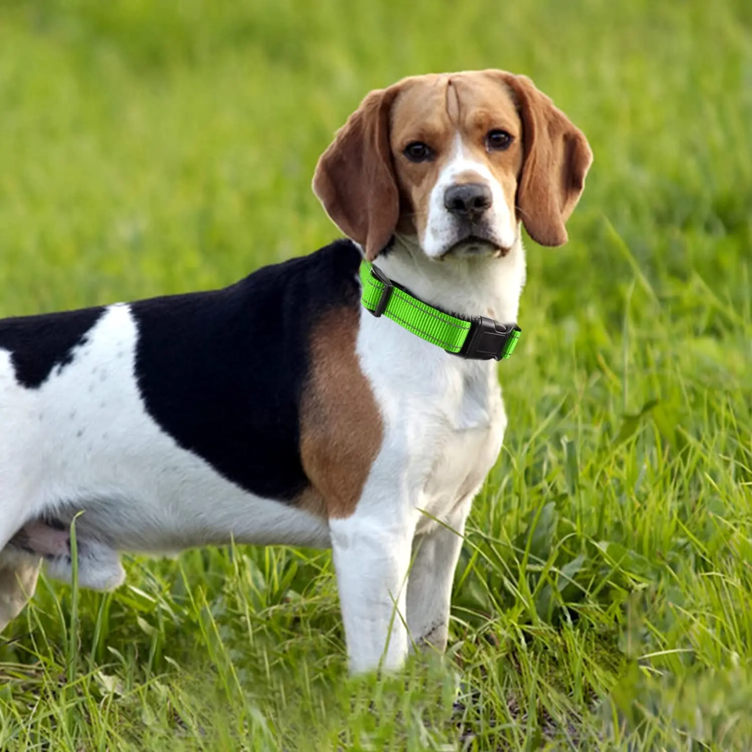 उच्च गुणवत्ता वाले निर्माता समायोज्य कुत्ते प्रशिक्षण कॉलर कस्टम लोगो चिंतनशील कुत्ते कॉलर