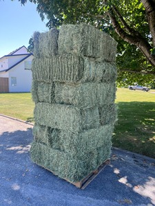 Buscar icono similar Alfalfa Hay / Timothy Alfalfa Hay / Rhode Hay - Product Image 5