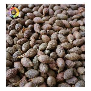 Noix de Malva du Vietnam, Noix de Malva de qualité supérieure, graines d'orang-outan, Scaphium macropodum, Noix de Malva de qualité supérieure pour les boissons et le thé - Product Image 2