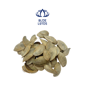 Operculum เปลือกหอย Murex สำหรับน้ำหอม - Product Image 1