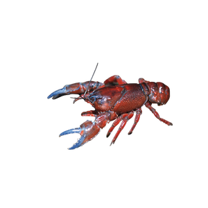 Cangrejos de río de alta calidad disponibles para suministro a granel a precio de fábrica y entrega rápida - Product Image 1