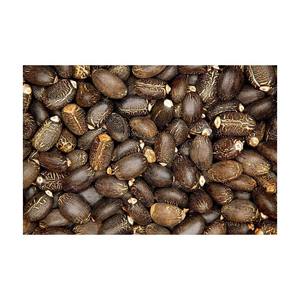 เมล็ด jatropha แบบแห้ง100% เมล็ด jatropha - Product Image 3