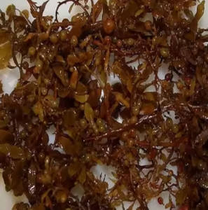 SARGASSUM SÉCHÉ ALGUES TRÈS NUTRIEUX POUR ENGRAIS BON PRIX ALGUES SARGASSUM - Product Image 2