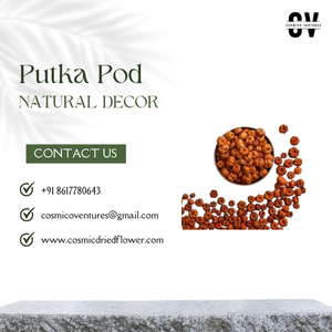 Popular Putka Pod de calidad premium para bricolaje, boda, hogar, evento, oficina, decoración y arreglo de flores secas - Product Image 5