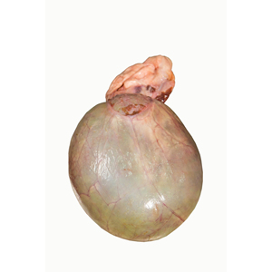 Vessie de porc congelée de qualité supérieure meilleur fournisseur - Product Image 1