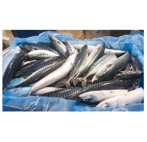 Pescado Atún Congelado de Alta Calidad, Mariscos Frescos Ricos en Nutrientes para Restaurantes y Hoteles - Product Image 1