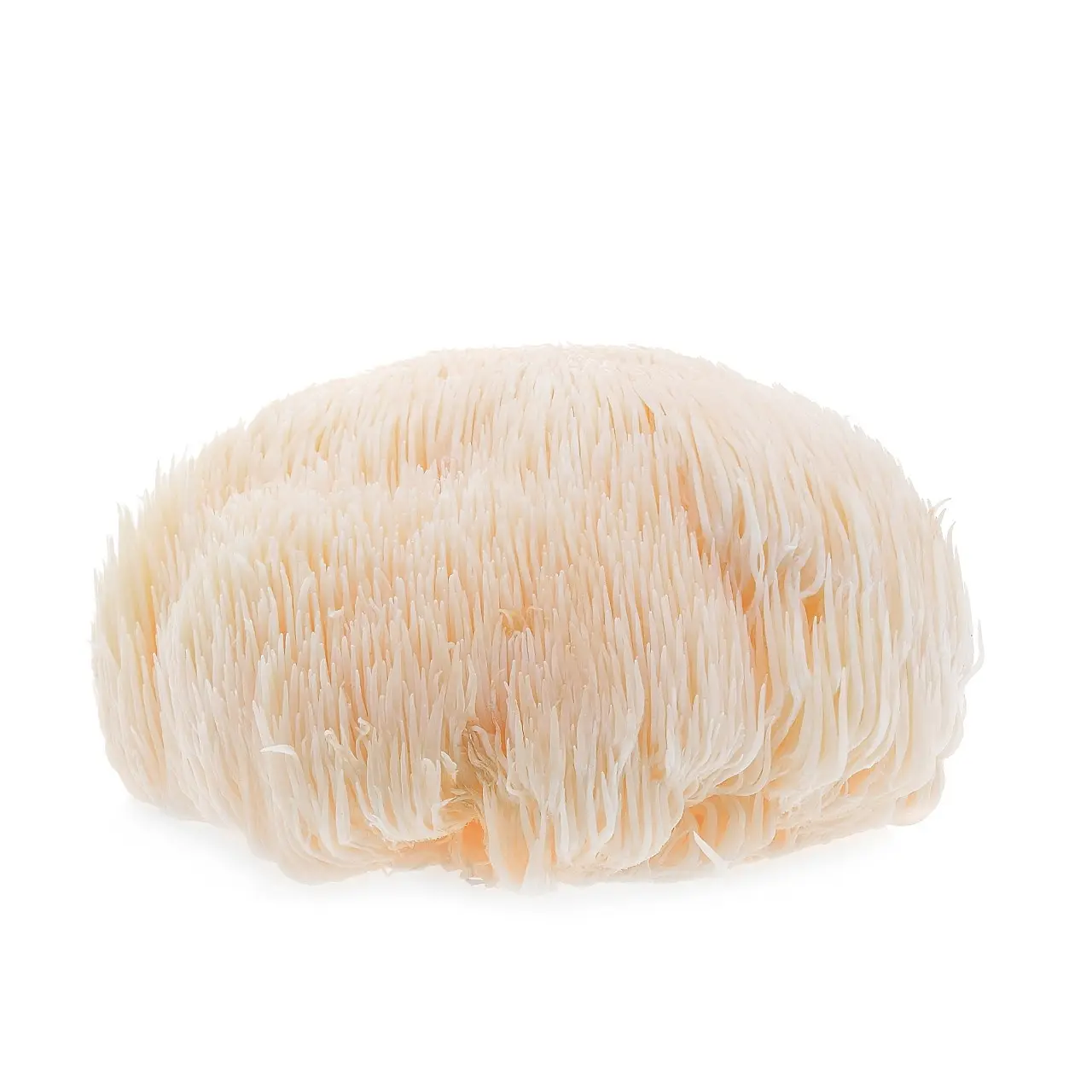 Top vente en gros 100% Pure Lions Mane poudre d'extrait de champignon au meilleur prix de l'Inde