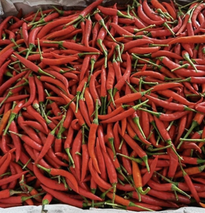 Chiles verdes frescos de primera calidad para Curry y adobos, especias de alta calidad de origen Vietnam - Product Image 1