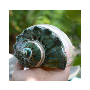 เปลือกหอยเทอร์โบขัดเงาผลิตภัณฑ์หัตถกรรมสีเขียวจากเวียดนาม - Product Image 1