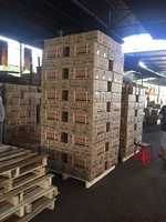 Nouvelles Briquettes de Bambou Carbonisé Design Traditionnel pour Revêtement de Sol, Charbon de Bois, Utilisation en Bureaux, Fumigation, Compostage, Vietnam