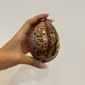 Pour le cadeau, la décoration et la collection: belle coquille de cauris et cauri de tigre 100% mer naturelle. - Product Image 5