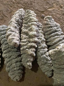 ปลิงทะเลตากแห้งปลิงทะเลธรรมชาติเกรดสูง - Product Image 3