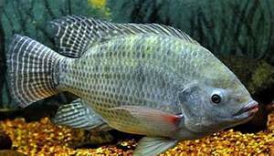 TILAPIA NEGRA CONGELADA PESCADO ENTERO ETIQUETA LIMPIA INGREDIENTE NATURAL NO GMO MARISCOS RICO EN PROTEÍNAS Y OMEGA TRES PARA LA SALUD INMUNE - Product Image 6