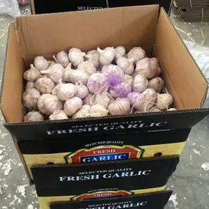 <span class=keywords><strong>Ajo</strong></span> Fresco Premium Blanco Puro 5.5cm Estándar de Exportación a Rusia - Product Image 2