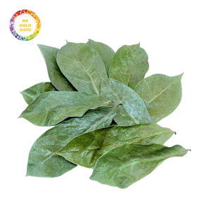 Feuilles entières d'Annona Muricata séchées, qualité export - Product Image 4