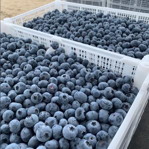 Arándanos Frescos de Primera Calidad para Exportación, Variedad Highbush Clase I, Suministro a Granel - Product Image 4