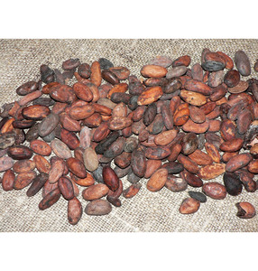 Fourniture en gros de fèves de cacao d'exportation de qualité supérieure de fèves de cacao sèches en vrac pour l'industrie du chocolat avec une excellente qualité de goût aromatique - Product Image 2
