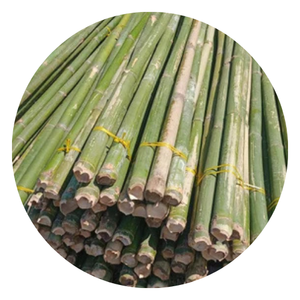 BAMBOU VIETNAMIEN PREMIUM POUR L'EXPORTATION EN VRAC | PRIX IMBATTABLE, HAUTE QUALITÉ - Product Image 6
