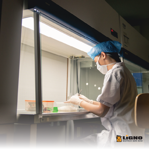 LiGNO OCS02 ®   Cordyceps Malasia, Energía, Vitalidad, Inmunidad, Nutricosmético Premium, OEM ODM, Polvo Funcional para la Salud - Product Image 4