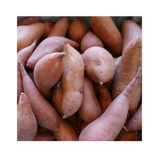 La mejor calidad, bajo precio, stock a granel disponible de nueva cosecha, ñame chino fresco a la venta, ñame fresco para exportación en todo el mundo - Product Image 1