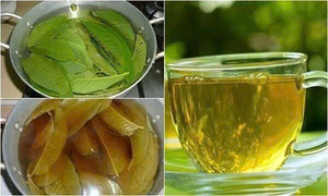 Hojas de guayaba secas de calidad seleccionadas a mano, secas a la perfección y con un precio para el máximo valor para el cliente, 100% naturales en VIETNAM - Product Image 3