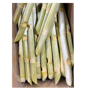 Palitos de Caña de Azúcar Congelados Auténticos, Pelados, Dulces Naturales, Fruta Tropical de Alta Calidad, Estándar de Exportación para Mercados Globales - Product Image 1