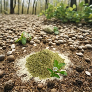 AORA Ficus Lacor Extracto Herbal en Polvo de Grado Alimenticio Premium para la Salud y el Bienestar - Product Image 3