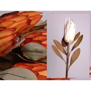 Loto reale Protea 86cm Krem - Product Image 4