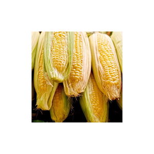 Maíz amarillo de nuevo cultivo para consumo humano y animal, maíz amarillo para alimentación de aves de corral - Product Image 4