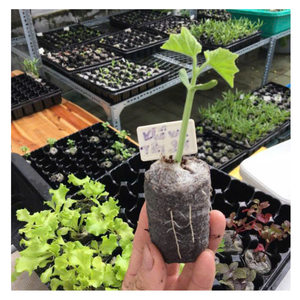 El Coco Jiffy de Vietnam libera el potencial del pellet de turba de Coco para una plantación sin esfuerzo y un éxito agrícola sostenible - Product Image 2