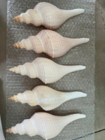 Coquillages de cauris blancs, coquillages de cauris œuf pour la décoration intérieure DIY, technique de polissage