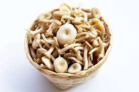 ETIQUETA LIMPIA DE SETAS TERMITAS COSECHAS SALVAJES - Product Image 3