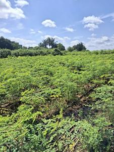 Poudre de feuilles de Moringa en vrac, 100 g, 100 % naturelle, de qualité alimentaire, biologique, testée en laboratoire - Product Image 5