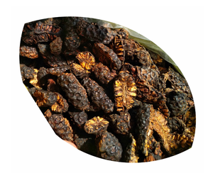 Approvisionnement en vrac de mûres indiennes séchées du Vietnam - Morinda citrifolia, fruits entiers de noni pour ingrédients à base de plantes - Product Image 6