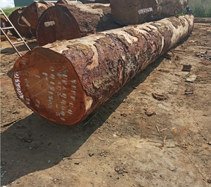 Troncos de madera de abeto, madera de sándalo, madera de haya, madera de ébano, madera de abedul, madera aserrada, troncos de teca, troncos de madera, madera de sándalo y abedul - Product Image 5